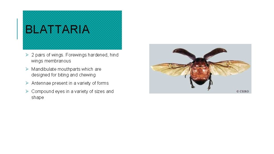 BLATTARIA Ø 2 pairs of wings. Forewings hardened, hind wings membranous Ø Mandibulate mouthparts