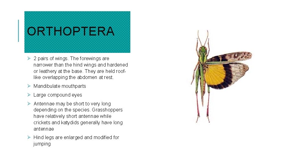 ORTHOPTERA Ø 2 pairs of wings. The forewings are narrower than the hind wings