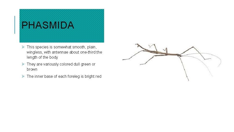 PHASMIDA Ø This species is somewhat smooth, plain, wingless, with antennae about one-third the