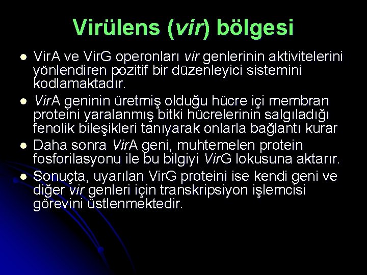 Virülens (vir) bölgesi l l Vir. A ve Vir. G operonları vir genlerinin aktivitelerini