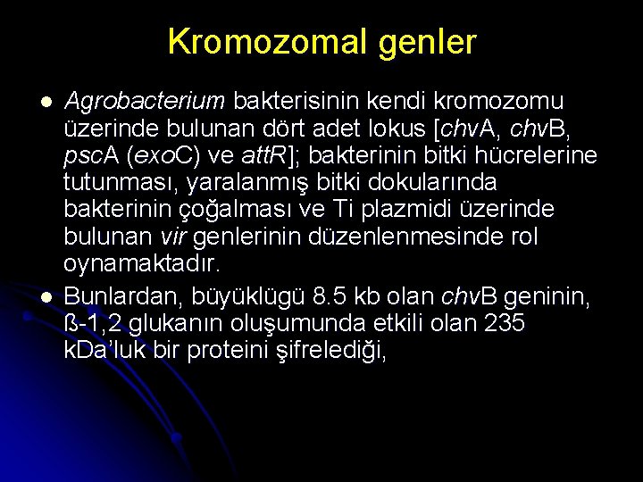 Kromozomal genler l l Agrobacterium bakterisinin kendi kromozomu üzerinde bulunan dört adet lokus [chv.