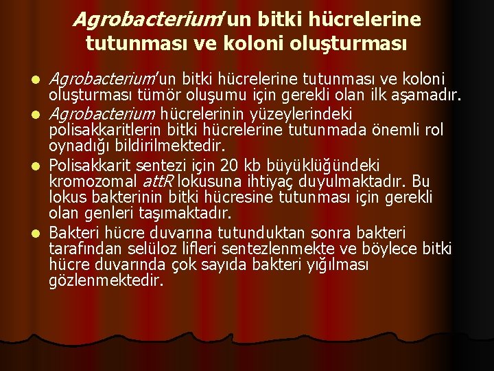 Agrobacterium’un bitki hücrelerine tutunması ve koloni oluşturması l Agrobacterium’un bitki hücrelerine tutunması ve koloni