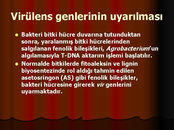 Virülens genlerinin uyarılması Bakteri bitki hücre duvarına tutunduktan sonra, yaralanmış bitki hücrelerinden salgılanan fenolik