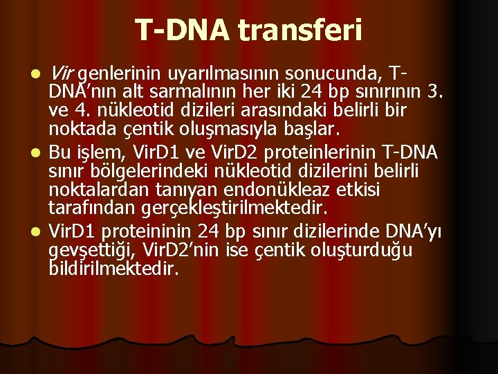 T-DNA transferi l Vir genlerinin uyarılmasının sonucunda, T- DNA’nın alt sarmalının her iki 24