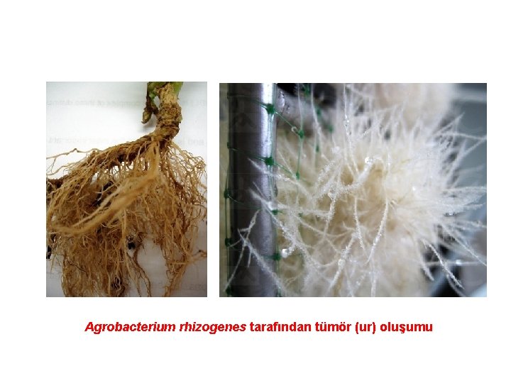 Agrobacterium rhizogenes tarafından tümör (ur) oluşumu 