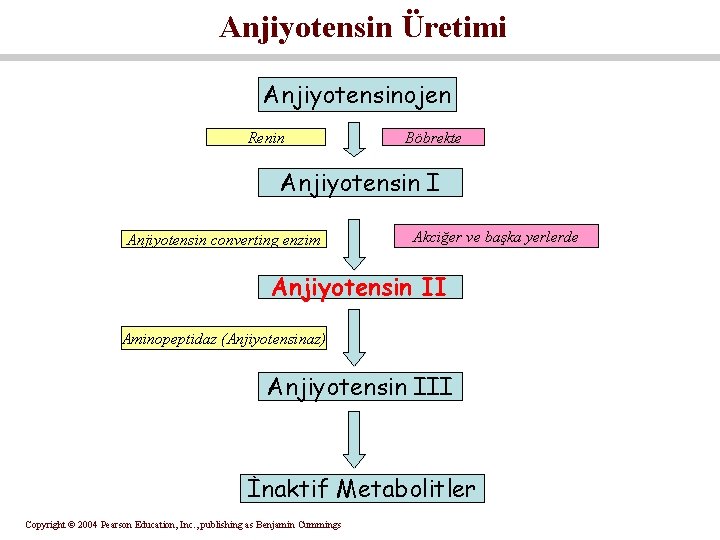 Anjiyotensin Üretimi Anjiyotensinojen Renin Böbrekte Anjiyotensin I Anjiyotensin converting enzim Akciğer ve başka yerlerde