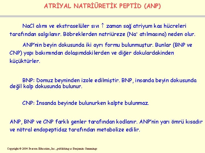 ATRİYAL NATRİÜRETİK PEPTİD (ANP) Na. Cl alımı ve ekstraselüler sıvı zaman sağ atriyum kas