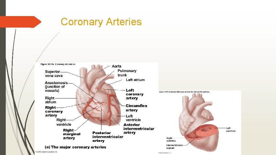 Coronary Arteries 