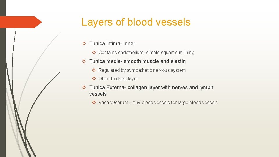 Layers of blood vessels Tunica intima- inner Contains endothelium- simple squamous lining Tunica media-