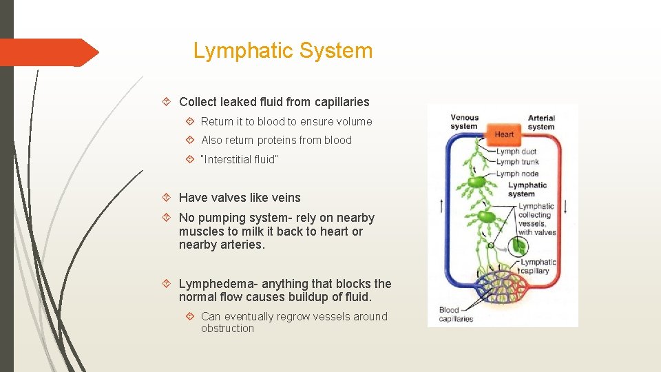 Lymphatic System Collect leaked fluid from capillaries Return it to blood to ensure volume