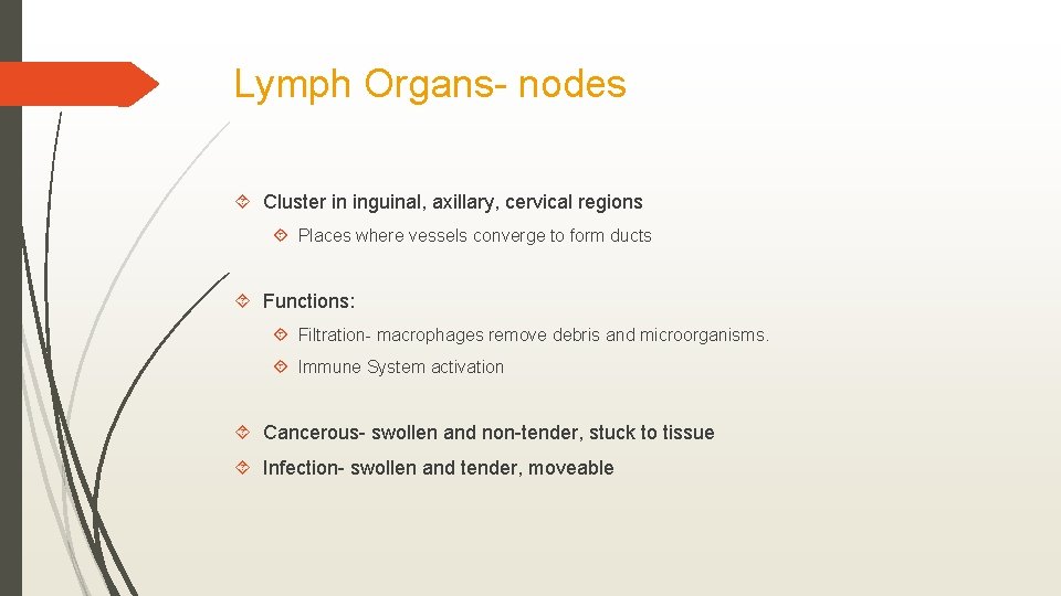 Lymph Organs- nodes Cluster in inguinal, axillary, cervical regions Places where vessels converge to
