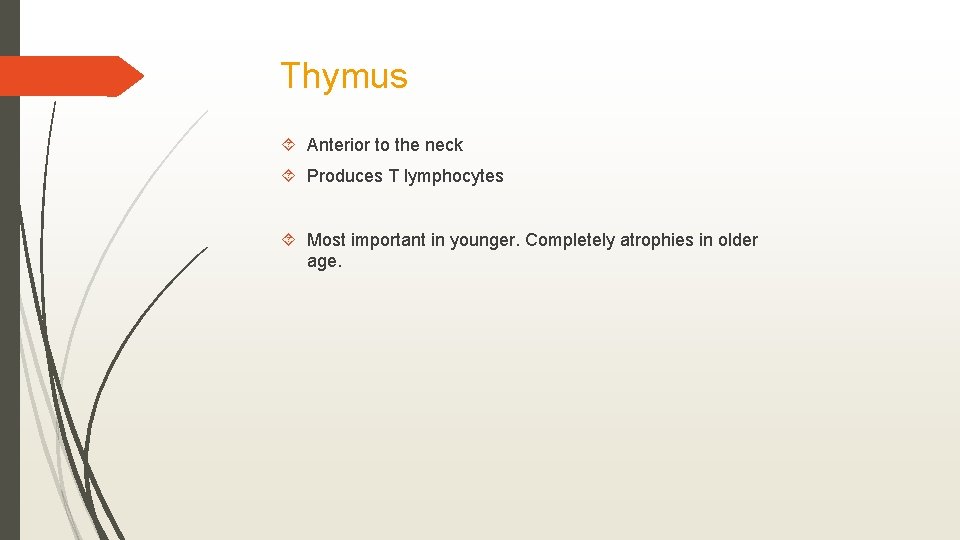 Thymus Anterior to the neck Produces T lymphocytes Most important in younger. Completely atrophies