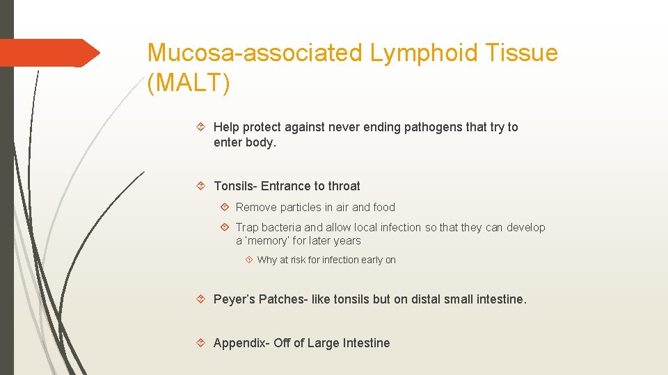 Mucosa-associated Lymphoid Tissue (MALT) Help protect against never ending pathogens that try to enter