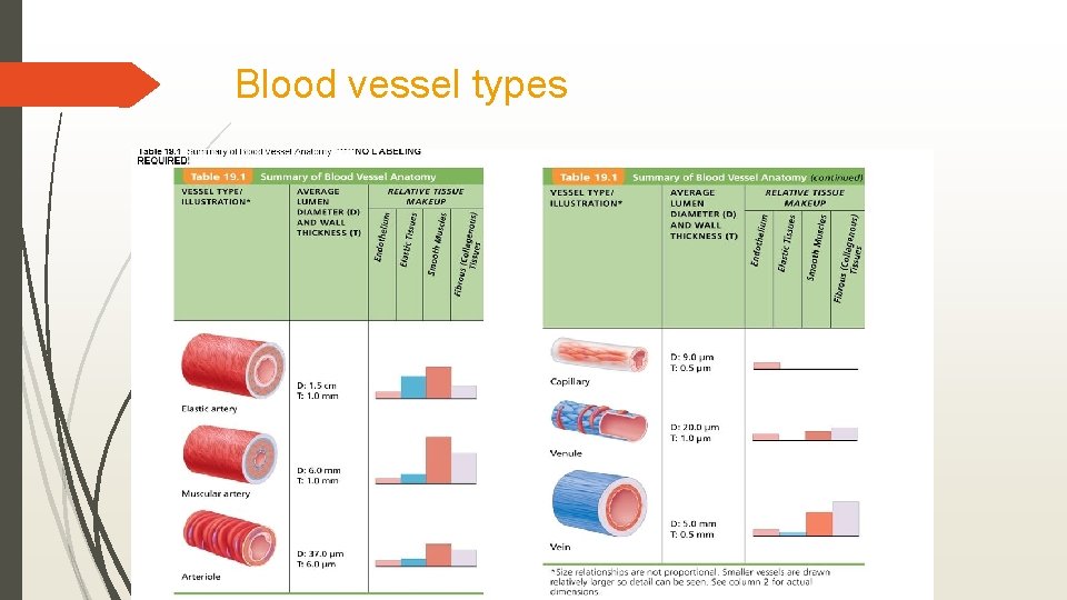 Blood vessel types 