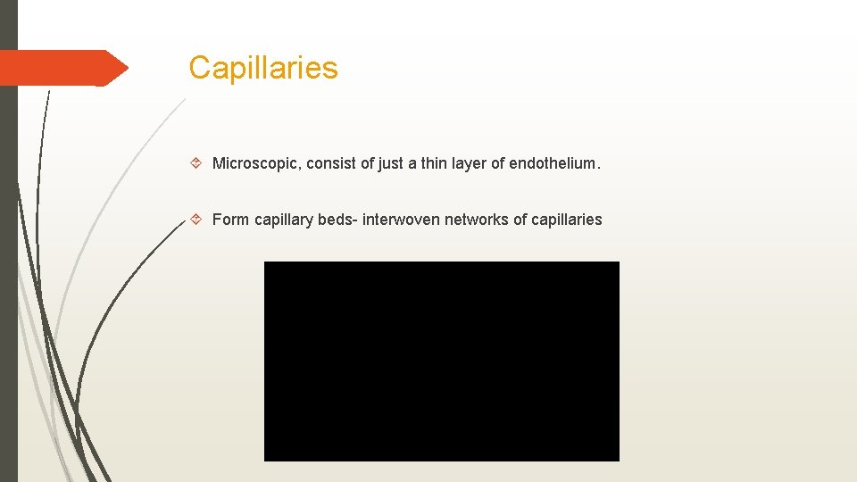 Capillaries Microscopic, consist of just a thin layer of endothelium. Form capillary beds- interwoven