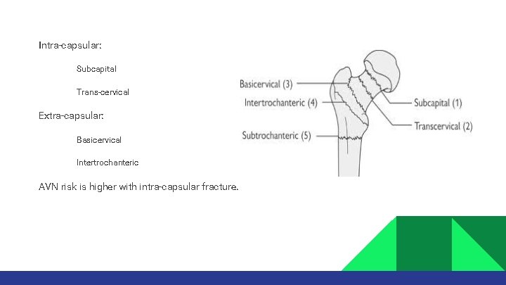 Intra-capsular: • • Subcapital Trans-cervical Extra-capsular: • • Basicervical Intertrochanteric AVN risk is higher