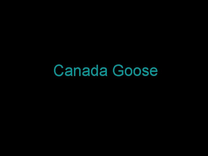 Canada Goose 