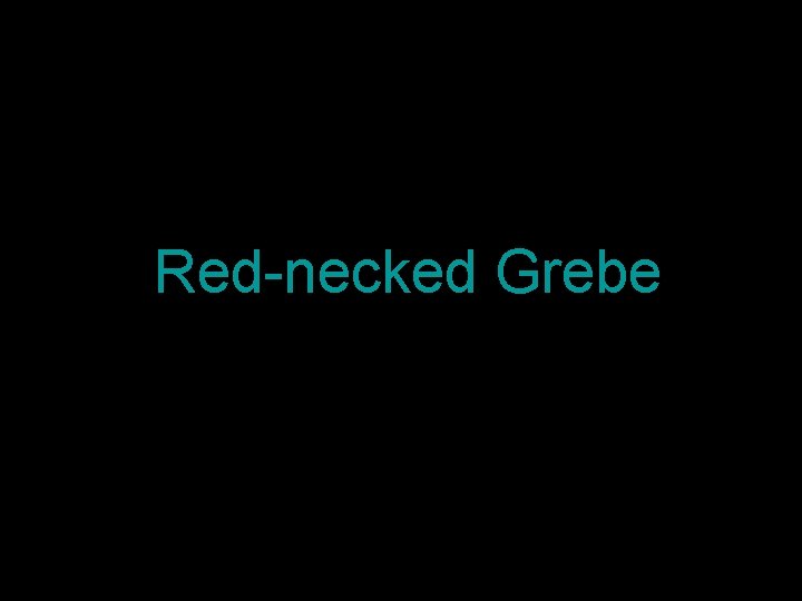 Red-necked Grebe 