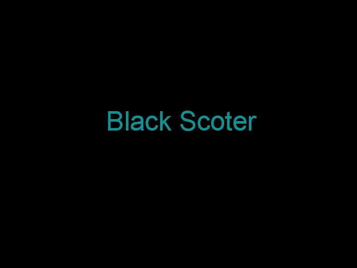Black Scoter 