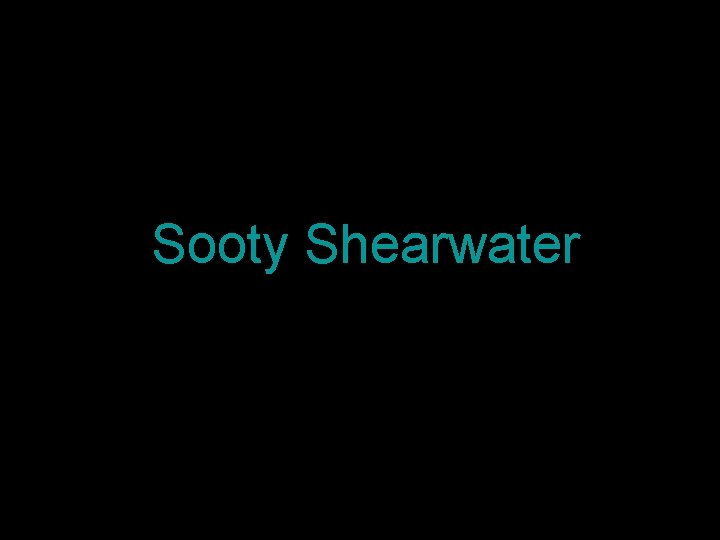 Sooty Shearwater 