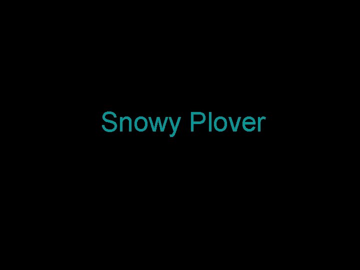 Snowy Plover 