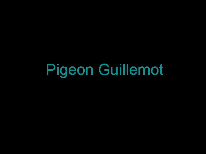Pigeon Guillemot 