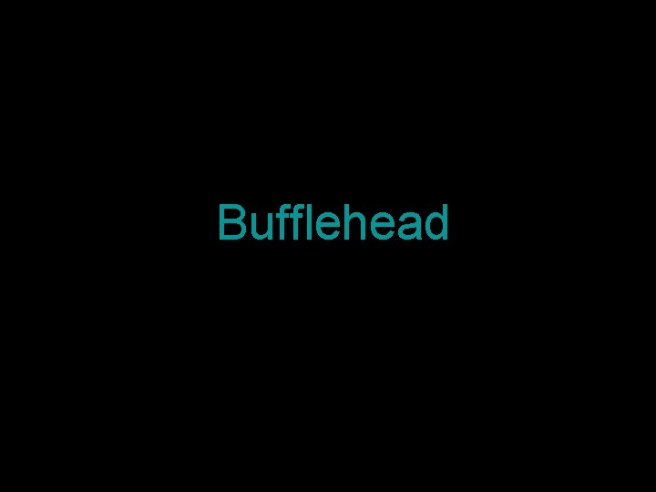 Bufflehead 