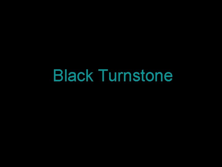 Black Turnstone 