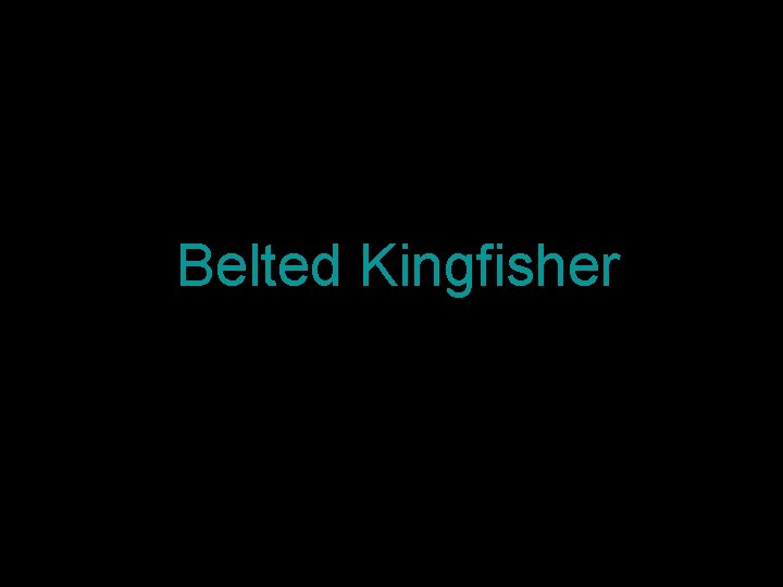 Belted Kingfisher 