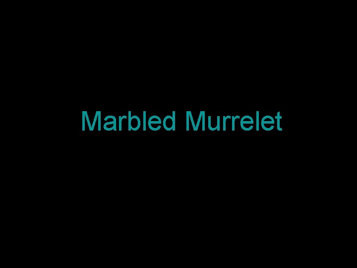 Marbled Murrelet 