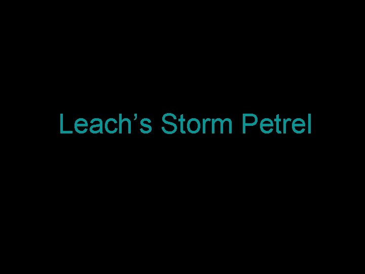 Leach’s Storm Petrel 