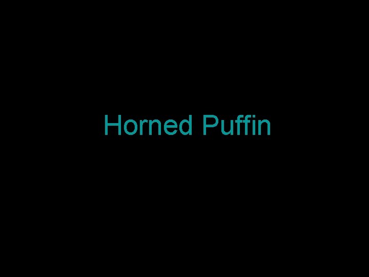 Horned Puffin 