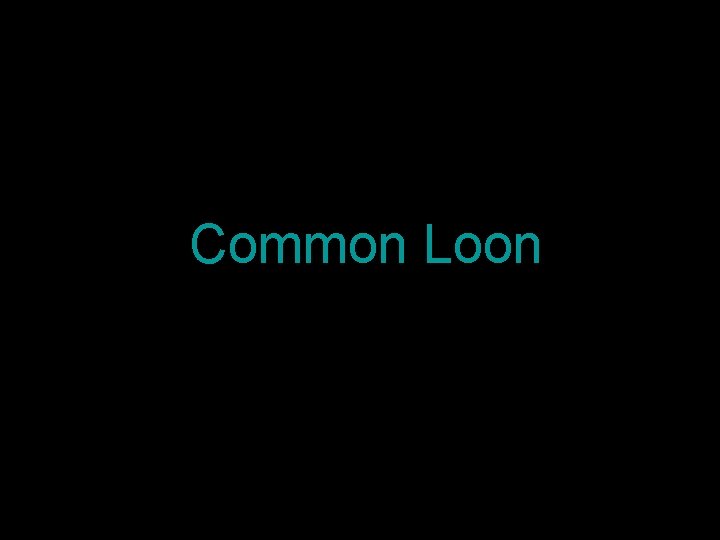 Common Loon 