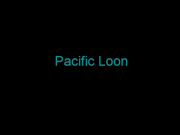 Pacific Loon 