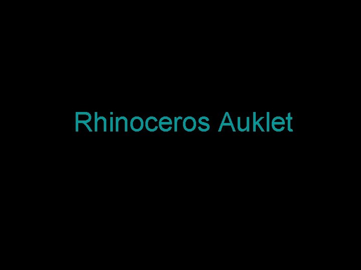 Rhinoceros Auklet 