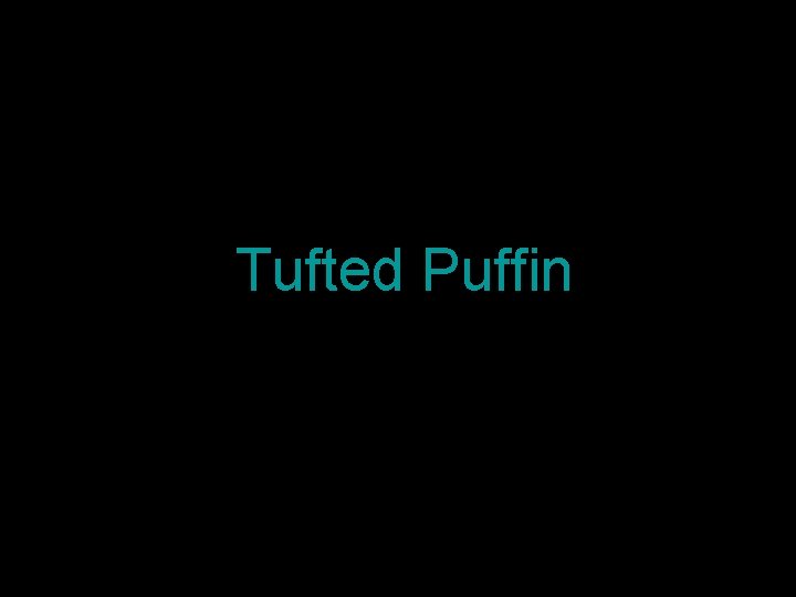 Tufted Puffin 
