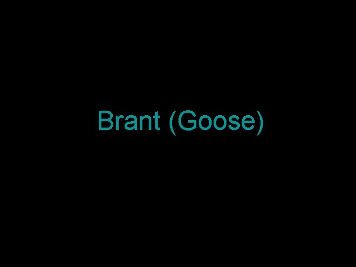 Brant (Goose) 