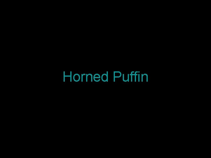 Horned Puffin 