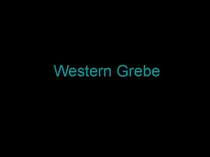 Western Grebe 