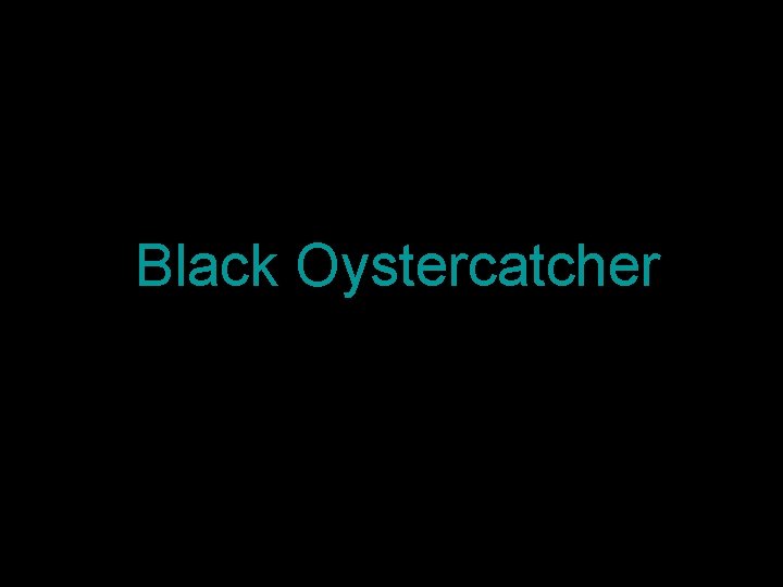 Black Oystercatcher 