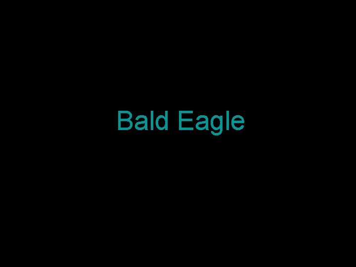 Bald Eagle 