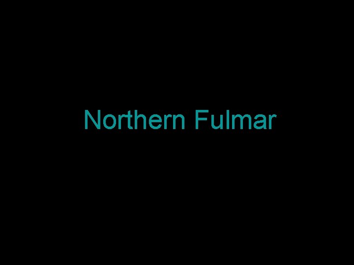 Northern Fulmar 