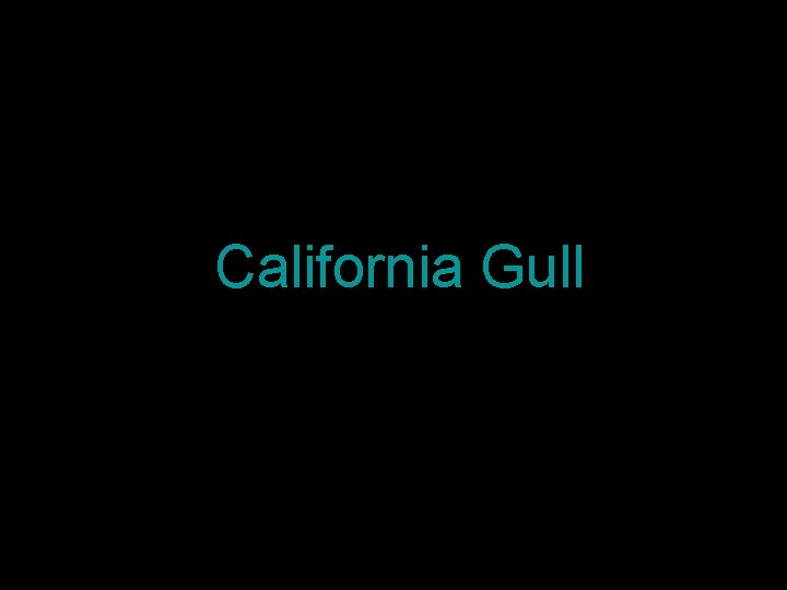 California Gull 