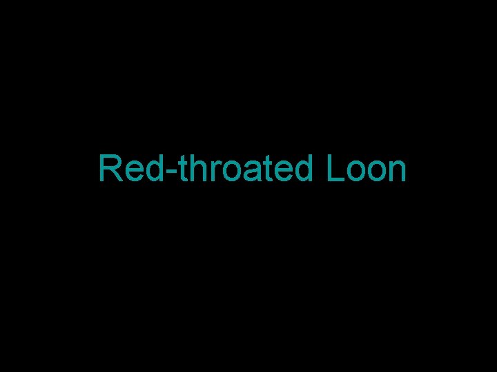 Red-throated Loon 