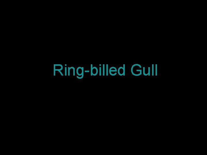 Ring-billed Gull 