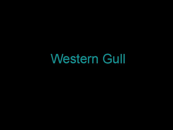 Western Gull 
