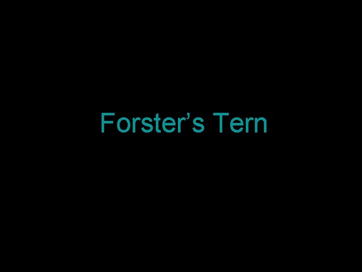 Forster’s Tern 