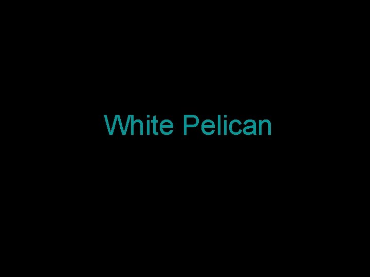 White Pelican 