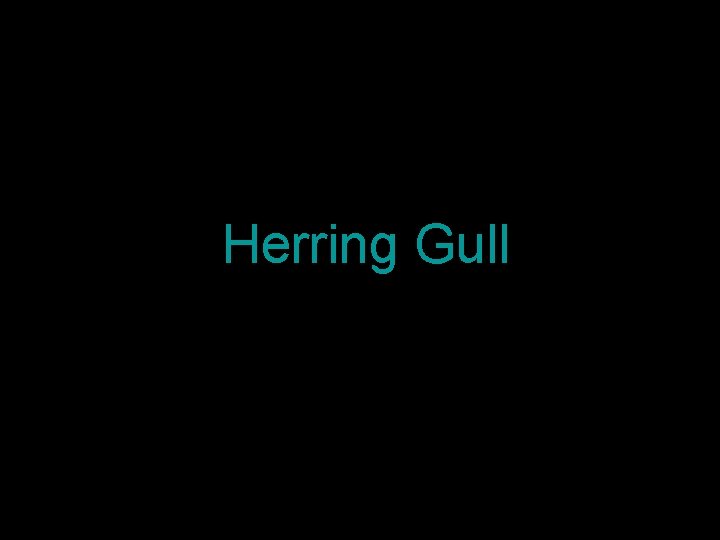 Herring Gull 