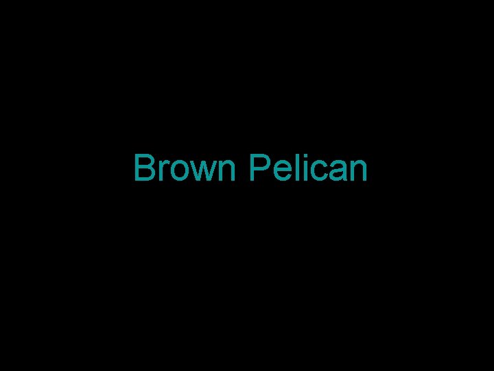 Brown Pelican 